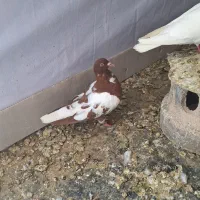 افغانی دم‌ سفید وسینه سیاه