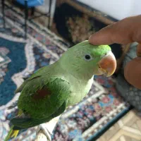 جوجه شاه طوطی|پرنده|صابری, |دیوار
