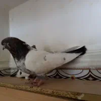 کبوتر کله ای وتکدوم|پرنده|لالجین, |دیوار