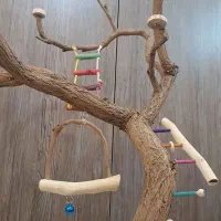 درخت پرندگان