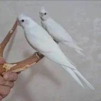 عروس هلندی البینو|پرنده|دزفول, |دیوار