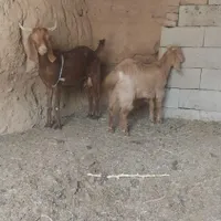 میش بره نر بره ماده بزکره نرکره ماده|حیوانات مزرعه|کرمان, |دیوار