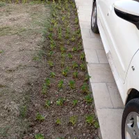 خدمات فضای سبز باغبانی انجام میدم