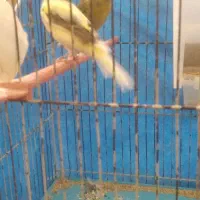 قناری نر وماده|پرنده|اهواز, پردیس|دیوار