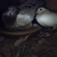 کفتر