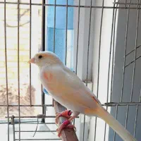 قناری ماده مزائیکی