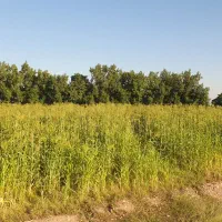 با سلام نیم هکتار جارو