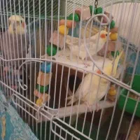 ۳ تا عروس هلندی