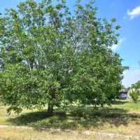 باغچه ۴۶۰ متری آب برق گاز داخل مجموعه دهشاد|فروش زمین و ملک کلنگی|شهریار, اسکمان|دیوار