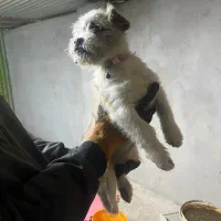 سگ . توله . شیتزو|سگ|مشهد, آزادشهر|دیوار