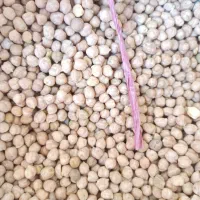 نخود|خوردنی و آشامیدنی|مهاباد (آذربایجان غربی), |دیوار