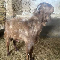 بزغاله نر بره نر میش و بره