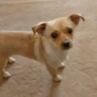 پامرین و اشپیتس