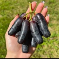 فروش انواع نهال های انگور خارجی و ایرانی