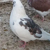 کبوتر|پرنده|شاهرود, |دیوار