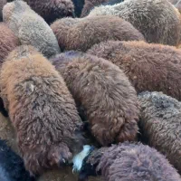 بره نر
