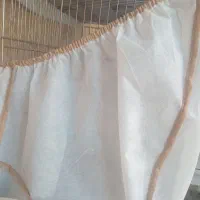 پرنده باغی خاکی سهره هزار