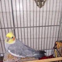 پرنده|پرنده|تهران, سازمان برنامه جنوبی|دیوار