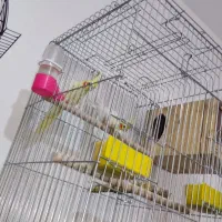 جفت عروس هلندی|پرنده|فسا, |دیوار