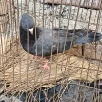 جوجه نر ابادانی|پرنده|خرمشهر, |دیوار