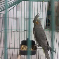 عروس هلندی ماده