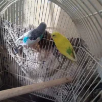 یک جفت مرغ عشق مولد با دوتا جوجه دو ماهه|پرنده|رباطکریم, شهرک والفجر|دیوار