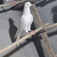 کبوتر