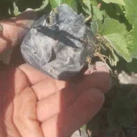 توت فرنگی گلدانی رقم پاروس