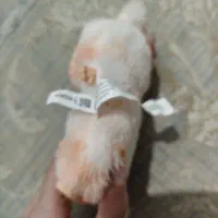 لبوبو|اسباببازی|برازجان, |دیوار