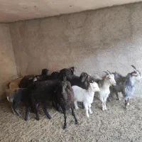 بره و برغاله|حیوانات مزرعه|پاکدشت, حصار امیر|دیوار