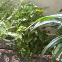 فروشی|گل و گیاه طبیعی|سیلاخور, |دیوار