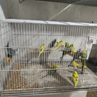 مرغ عشق