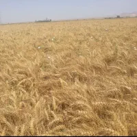 کود مخصوص گندم