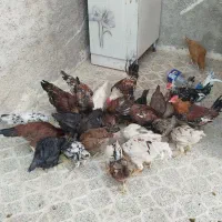 مرغ و جوجه