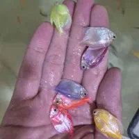 کالر عمده و تک