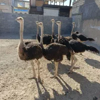 فروش شتر مرغ جوجه تا پرواری