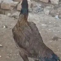 مرغ لاری|حیوانات مزرعه|سرخنکلاته, |دیوار