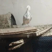 کفتر شازده هفت رنگ جون به شرط پرش کفتر بوم|پرنده|تربت‌حیدریه, بالا ولایت|دیوار