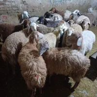 مغان وافشار کم دنبه چربی وگوسفند کم شکم زنده