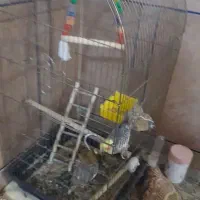 یه جفت عروس با قفس بزرگ