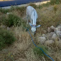 فروش الاغ نر جوان
