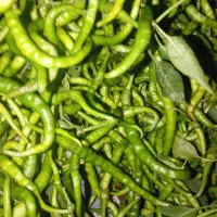 فلفل شیرین و تند محلی