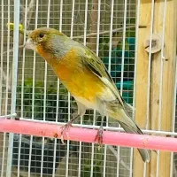قناری جیبوس نرپرتغالی سرخ سهره رنگ همه بخون|پرنده|مشهد, گلشور|دیوار