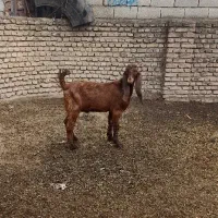 بزغاله نر پاکستانی اصل ،مخصوص تخمی