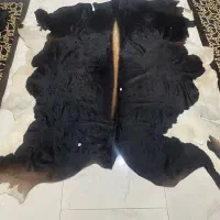 پوست گاو ترکمن نونو بدون ریزش مو فروش فوری|صنایع دستی و سایر لوازم تزئینی|کرج, گوهردشت|دیوار
