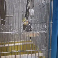 عروس هلندی|پرنده|الوند, |دیوار