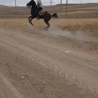 اسب|اسب و تجهیزات اسبسواری|نیر (اردبیل), |دیوار