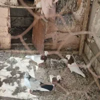 دم سیاه و طوقی