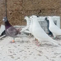 کفتر دو رگ نر پرشی ۱۰عدد|پرنده|مشهد, ادیب نیشابوری (شهرک غرب)|دیوار