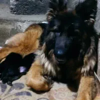 ژرمن شپرد ماده شکم پر ، فیلم جفت گیری